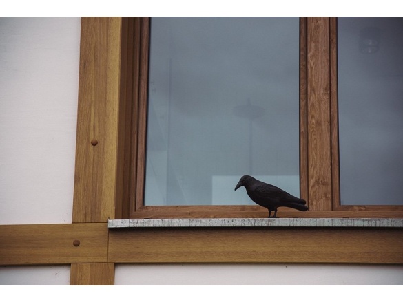 Bradas Plašič ptáků stojací - havran CTRL-BR101