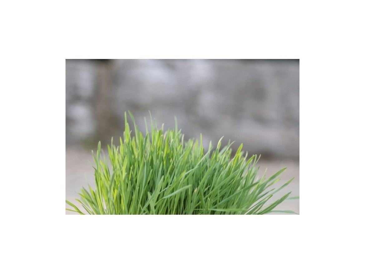 Scobax Kočičí tráva v misce 100 g