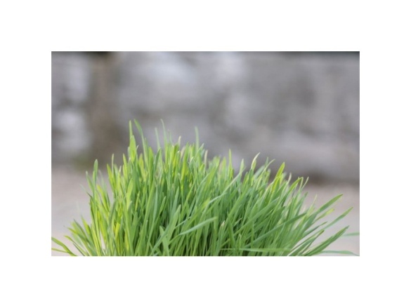 Scobax Kočičí tráva v misce 100 g