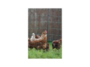 Scobax Síť premium nevodivá pro drůbež 122 cm, 50 m, zelená