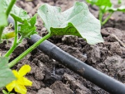 A kiegészítők üvegházat készítenek