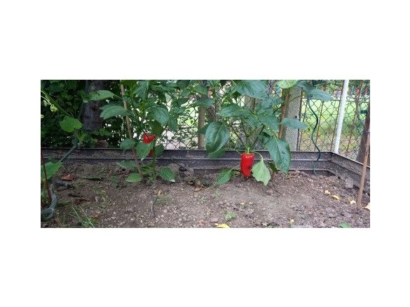 Covernit Vyvýšený záhon Covertec