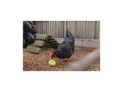 Scobax Krmítko pro drůbež - míček na zrní pro slepice, 7,5 cm