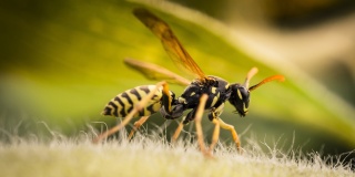 Overené metódy, ako sa zbaviť ôs