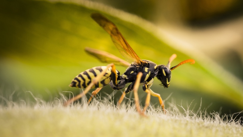 Overené metódy, ako sa zbaviť ôs