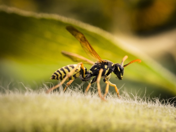 Ověřené metody, jak se zbavit vos