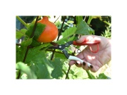 Egyenes pengéjű metszőolló 306