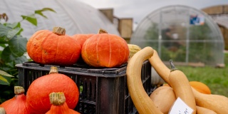 Autonóm üvegházunk egy hortibotanikus napon