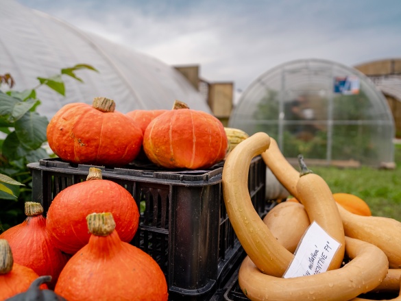 Autonóm üvegházunk egy hortibotanikus napon
