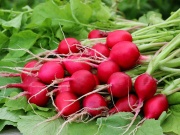 A nyár nem ér véget az üvegházban: őszi ültetés