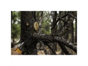 Skladacia píla Silky Pocketboy Curve 130-8