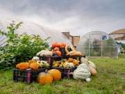 Autonóm üvegházunk egy hortibotanikus napon