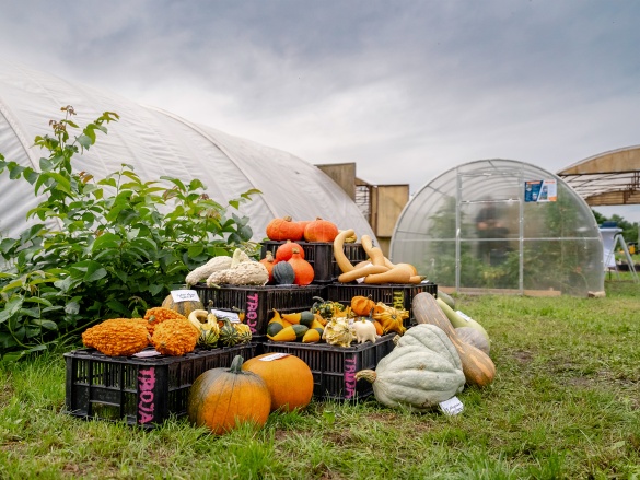 Náš autonomní skleník na hortibotickém dni