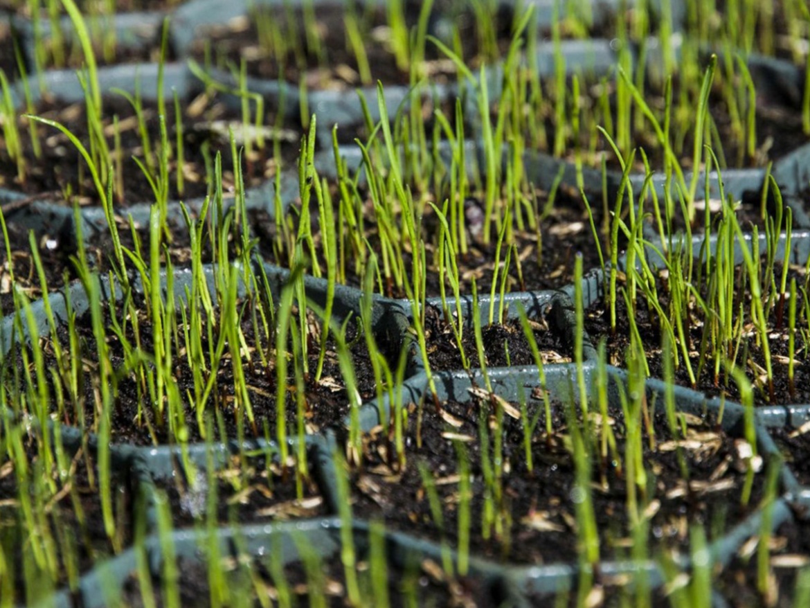 Zatravňovací tvárnice Fastrade Traway T160