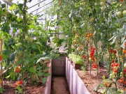 Skleník Limes Variant