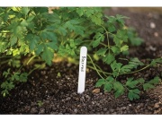 Bradas Štítky zapichovací k rostlinám 15x1,5cm/25ks