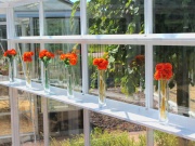 Skleník Euro-Serre Maxi Special