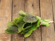 Mit kell termeszteni az üvegházban ősszel