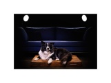 Scobax CROCODOG ORTHOPEDIC PET BED
