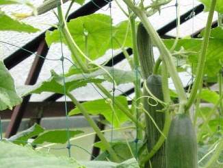 Foliovníky –  Vyväzovacia sieť Limes