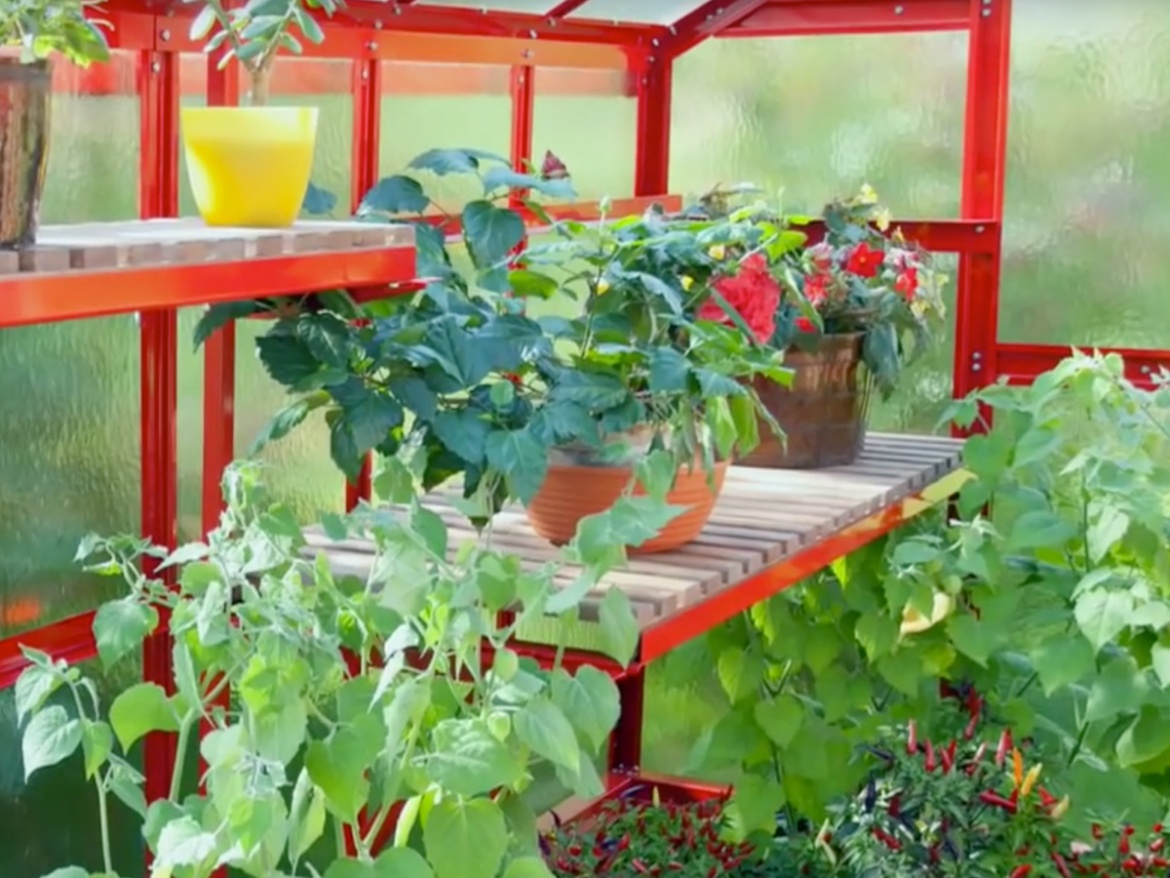 Limes Primus pěstební rošt