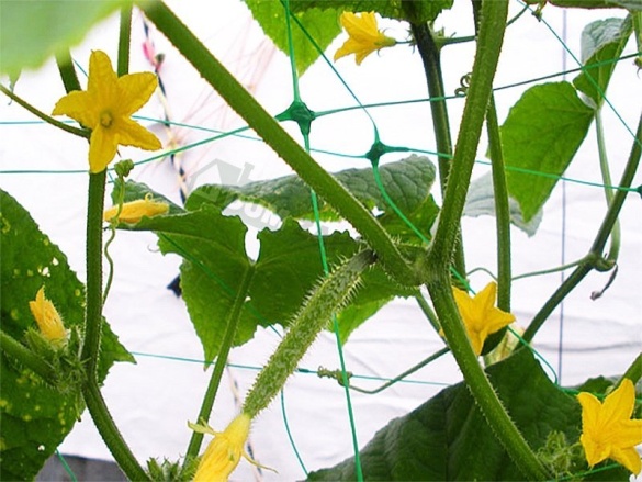 Bradas Síť pro pnoucí rostliny Plant Net 2x10m