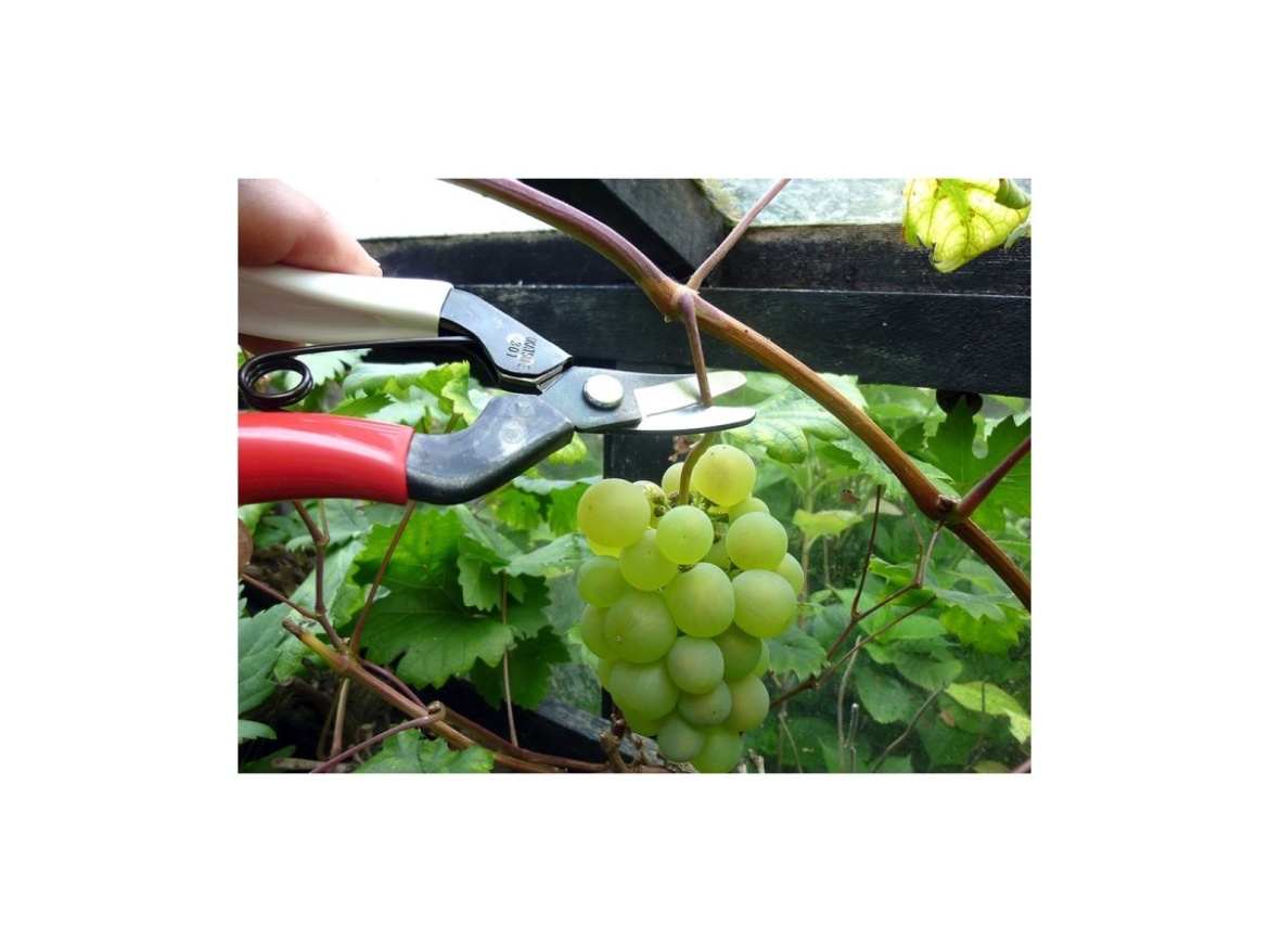 Žací nožnice so zakrivenými čepeľami 301