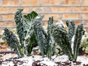 Kompletný sprievodca zazimovaním záhrady