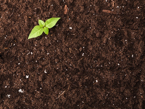 Kompostování polopatě