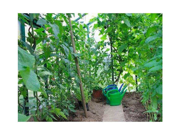 Covernit Spirálová tyč na rajčata