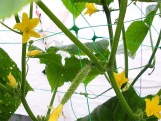 Bradas Síť pro pnoucí rostliny Plant Net 2x20m