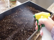 Viszlát kártevők vagy üvegházi fertőtlenítés