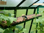 Skleník ke zdi Limes Primus D