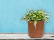 G21 Květináč Element Cork