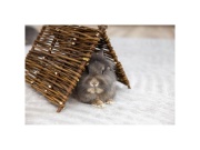 Scobax Domek pro králíky z proutí - přirodní teepee, 37 x 27 cm