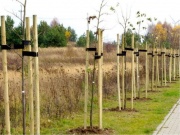 Covernit Vyvazovací dřevěný kůl