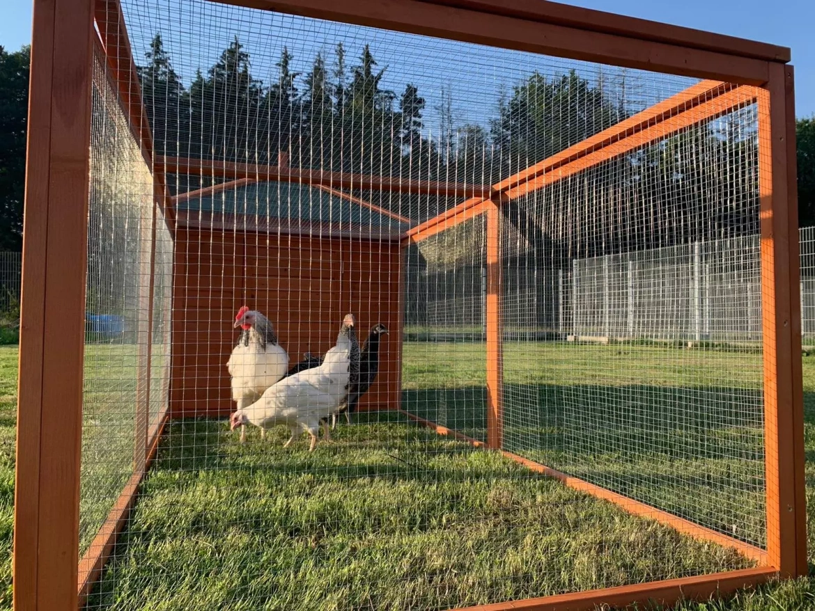 Tyúkól Scobax Oscar