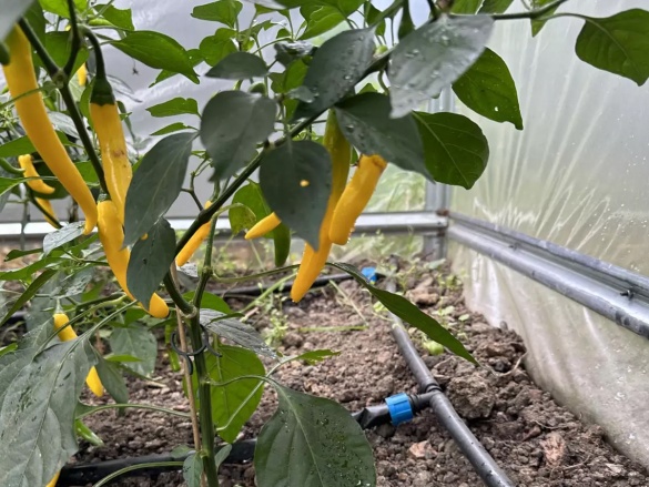 Csepegtető öntözőkészlet 3 Scobax