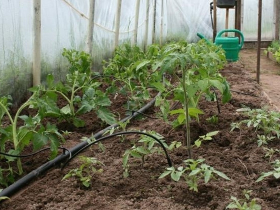 Kapková závlaha Scobax S