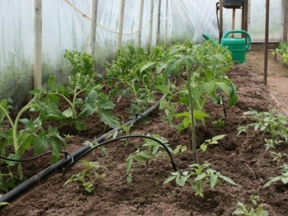 Kvapková závlaha Scobax S