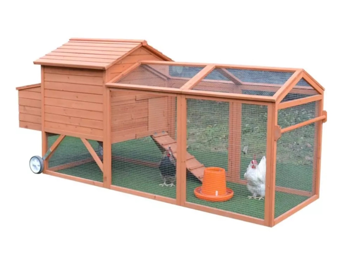 Tyúkól Scobax Luisa