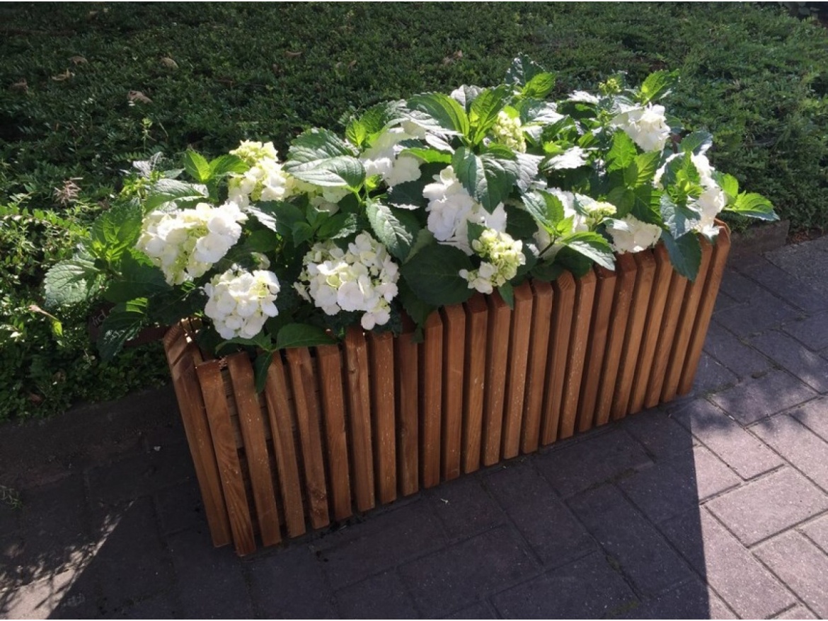 Truhlík Scobax Barcelona