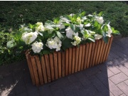 Truhlík Scobax Barcelona