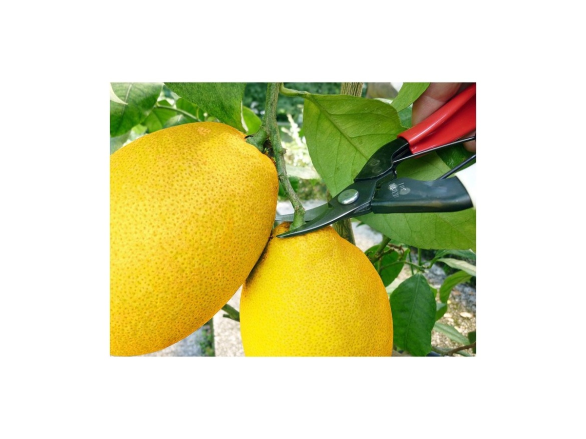 Ívelt pengéjű metszőolló 301