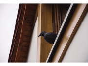 Bradas Plašič ptáků stojací - havran CTRL-BR101