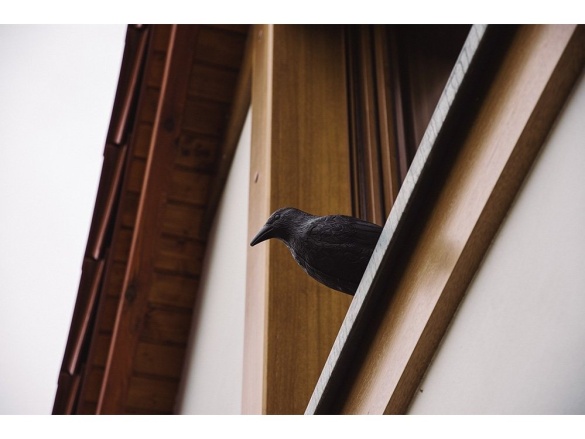 Bradas Plašič ptáků stojací - havran CTRL-BR101