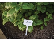 Bradas Štítky zapichovací k rostlinám 15x5,5cm / 10ks