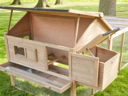 Tyúkól Scobax Bruno