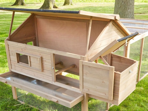 Tyúkól Scobax Bruno