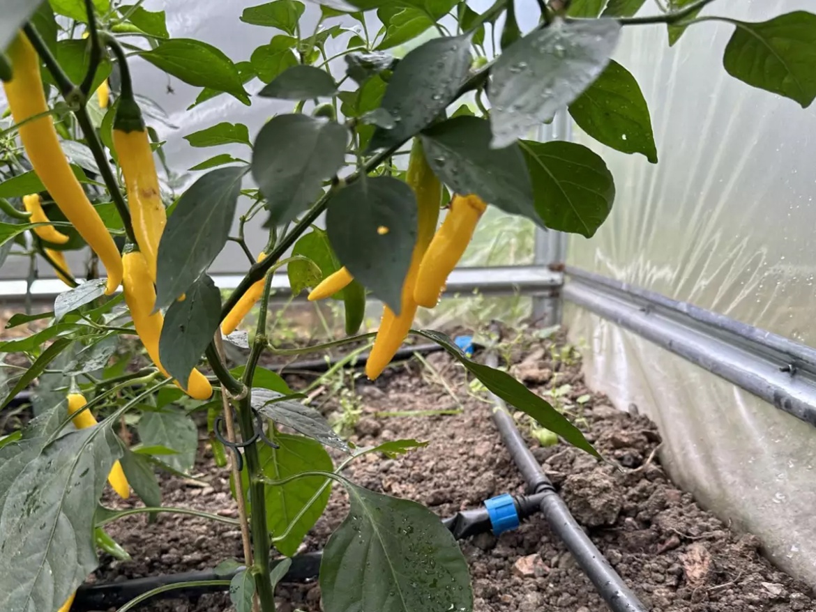 Souprava kapkové závlahy 2 Scobax